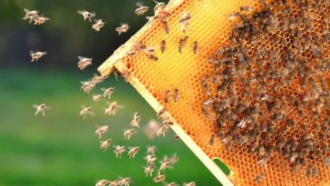 ministerstwo klimatu pszczoły