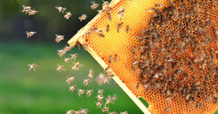 ministerstwo klimatu pszczoły