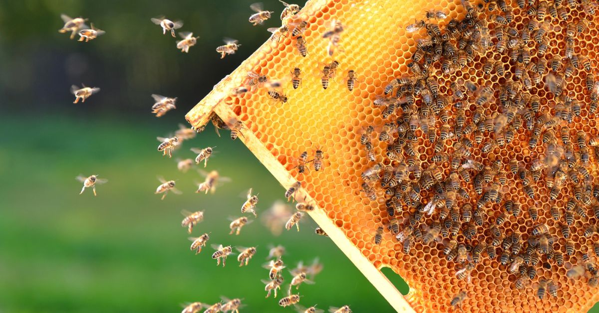 Pszczoły na celowniku rządu. Ministerstwo Klimatu uznało owady za zagrożenie