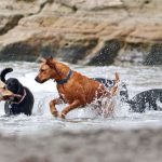 najlepsze rasy psów dla rodzin z dziećmi