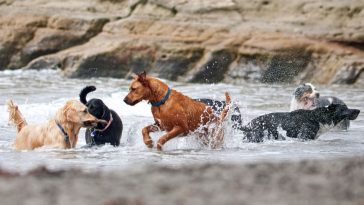 najlepsze rasy psów dla rodzin z dziećmi