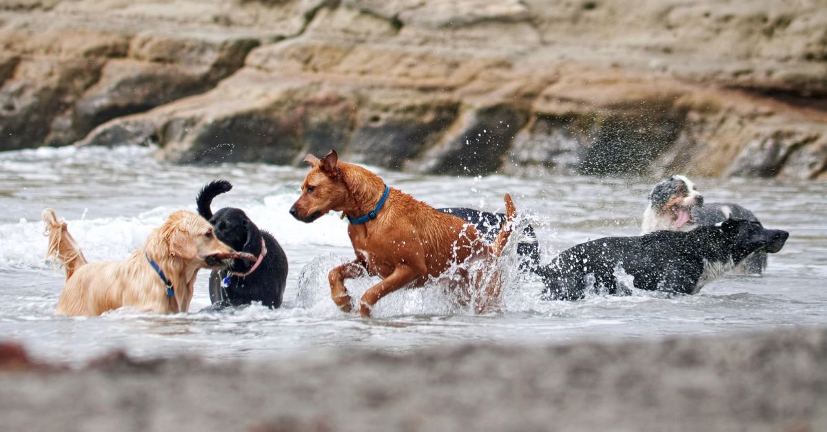 8 ras psów, które pójdą za tobą w ogień. Przylepy, których miłość nie zna granic