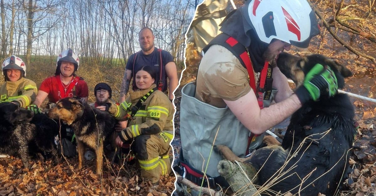 Psy utknęły w bagnie pod Łobzem. Właściciel był całkowicie bezradny