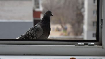 ptak na parapecie co oznacza