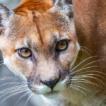 puma w polsce skad sie wziela