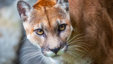 puma w polsce skad sie wziela
