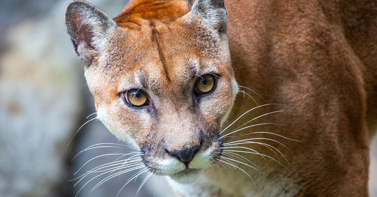 Puma w Polsce. Skąd się wzięła? Przez tydzień służby nie mogły jej złapać